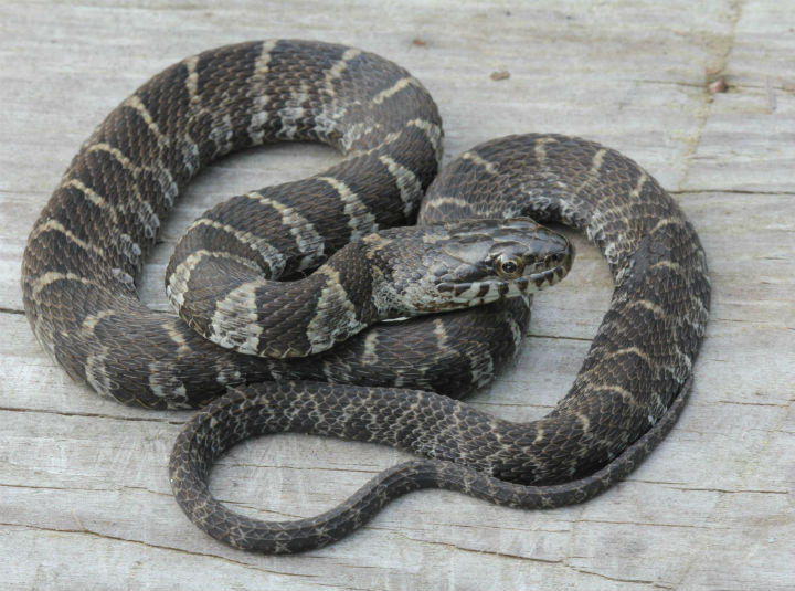 Northern Water Snake